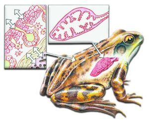 How amphibians breathe in water?