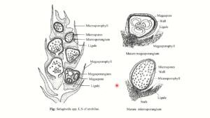 Reproduction of Selaginella