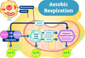 What are the different types of body respiration?