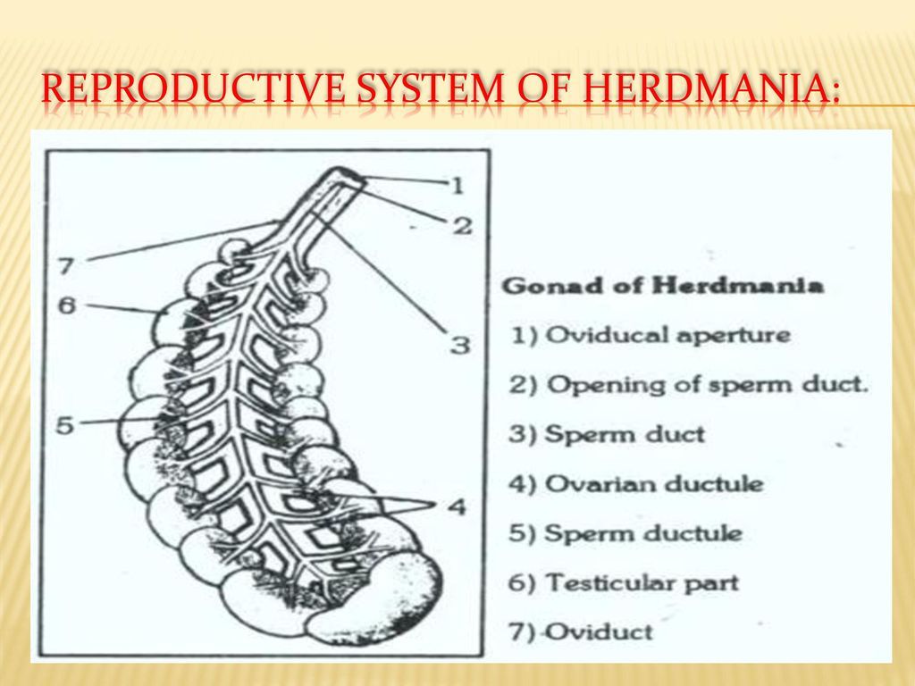 Reproductive system of Herdmania: