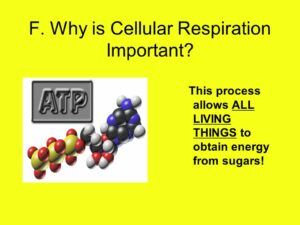 Why is cellular respiration important ?