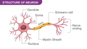 What is the defination of neurons?