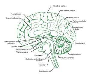 Human body: