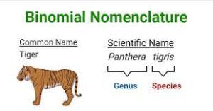 Why is binomial nomenclature important?