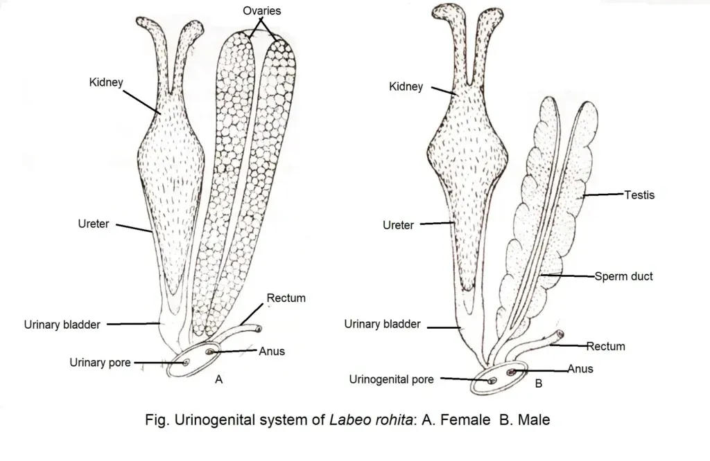 Reprodective system o f  Labeo Rohita :
